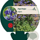Aquilegia vulgaris GM P9