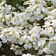 Arabis caucas. 'Schneehaube' GM P9
