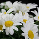 Argyranthemum frutescens GM P9