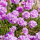 Armeria maritima GM P9