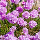 Armeria maritima GM P9