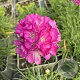 Armeria mar. 'Rosea' GM P9
