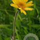 Arnica montana GM P9