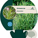 Artemisia dracunculus GM P9