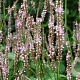 Persicaria a. 'Pink Mist' GM P9