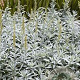 Artemisia ludoviciana GM P9