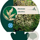 Aruncus aethusifolius GM P9