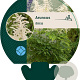 Aruncus dioicus GM P9