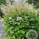 Aruncus dioicus GM P9