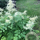 Aruncus dioicus GM P9