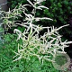 Aruncus dioicus 'Kneiffii' GM P9