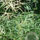 Aruncus dioicus 'Kneiffii' GM P9