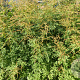 Aruncus dioicus 'Kneiffii' GM P9