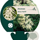 Aruncus dioicus 'Kneiffii' GM P9