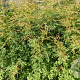 Aruncus dioicus 'Kneiffii' GM P9