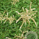 Aruncus dioicus 'Kneiffii' GM P9