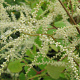 Aruncus dioicus 'Kneiffii' GM P9