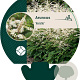 Aruncus 'Horatio' GM P9