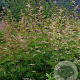 Aruncus 'Horatio' GM P9