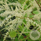 Aruncus 'Horatio' GM P9