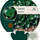 Asarum europaeum GM P9