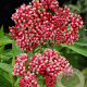 Asclepias incarnata GM P9