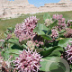 Asclepias speciosa GM P9