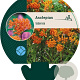 Asclepias tuberosa GM P9