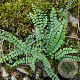 Asplenium trichomanes GM P9