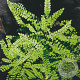 Asplenium trichomanes GM P9