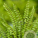 Asplenium trichomanes GM P9
