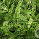 Asplenium trichomanes GM P9