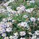 Aster ageratoides 'Adustus Nanus' GM P9