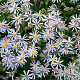 Aster ageratoides 'Adustus Nanus' GM P9