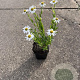 Aster ageratoides 'Ashvi' GM P9