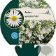 Aster ageratoides 'Ashvi' GM P9