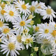 Aster ageratoides 'Ashvi' GM P9