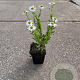 Aster ageratoides 'Ashvi' GM P9