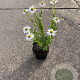 Aster ageratoides 'Ashvi' GM P9