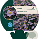 Aster ageratoides 'Asran' GM P9