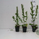 Aster ageratoides 'Asran' GM P9