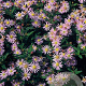 Aster ageratoides 'Asran' GM P9