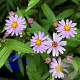 Aster ageratoides 'Harry Schmidt' GM P9
