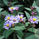 Aster ageratoides 'Harry Schmidt' GM P9