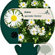 Aster ageratoides 'Starshine' GM P9