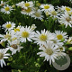 Aster ageratoides 'Starshine' GM P9