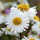 Aster ageratoides 'Starshine' GM P9
