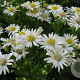 Aster ageratoides 'Starshine' GM P9