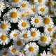 Aster alpinus 'Albus' GM P9