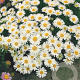 Aster alpinus 'Albus' GM P9